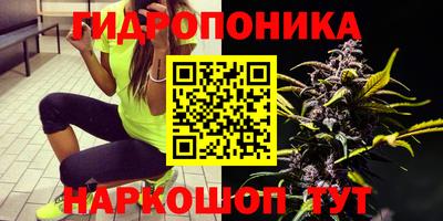 стаф Кинель